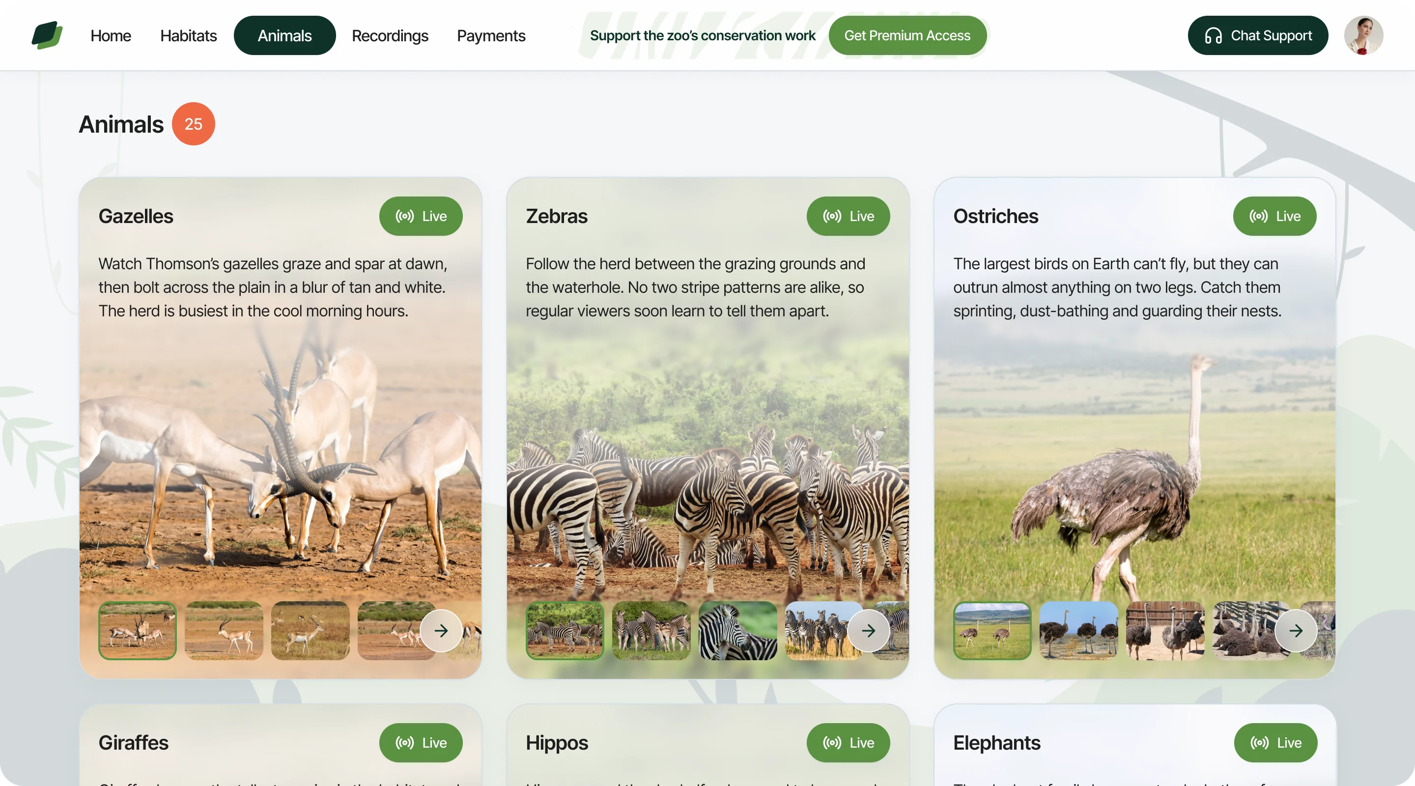 The Animals page: live cards for Gazelles, Zebras and Ostriches, each with a short description and a photo strip, with Giraffes, Hippos and Elephants starting below