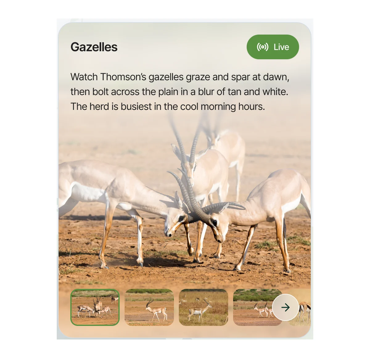 The animal card: Gazelles with a Live badge, a short description, a large photo and a photo strip