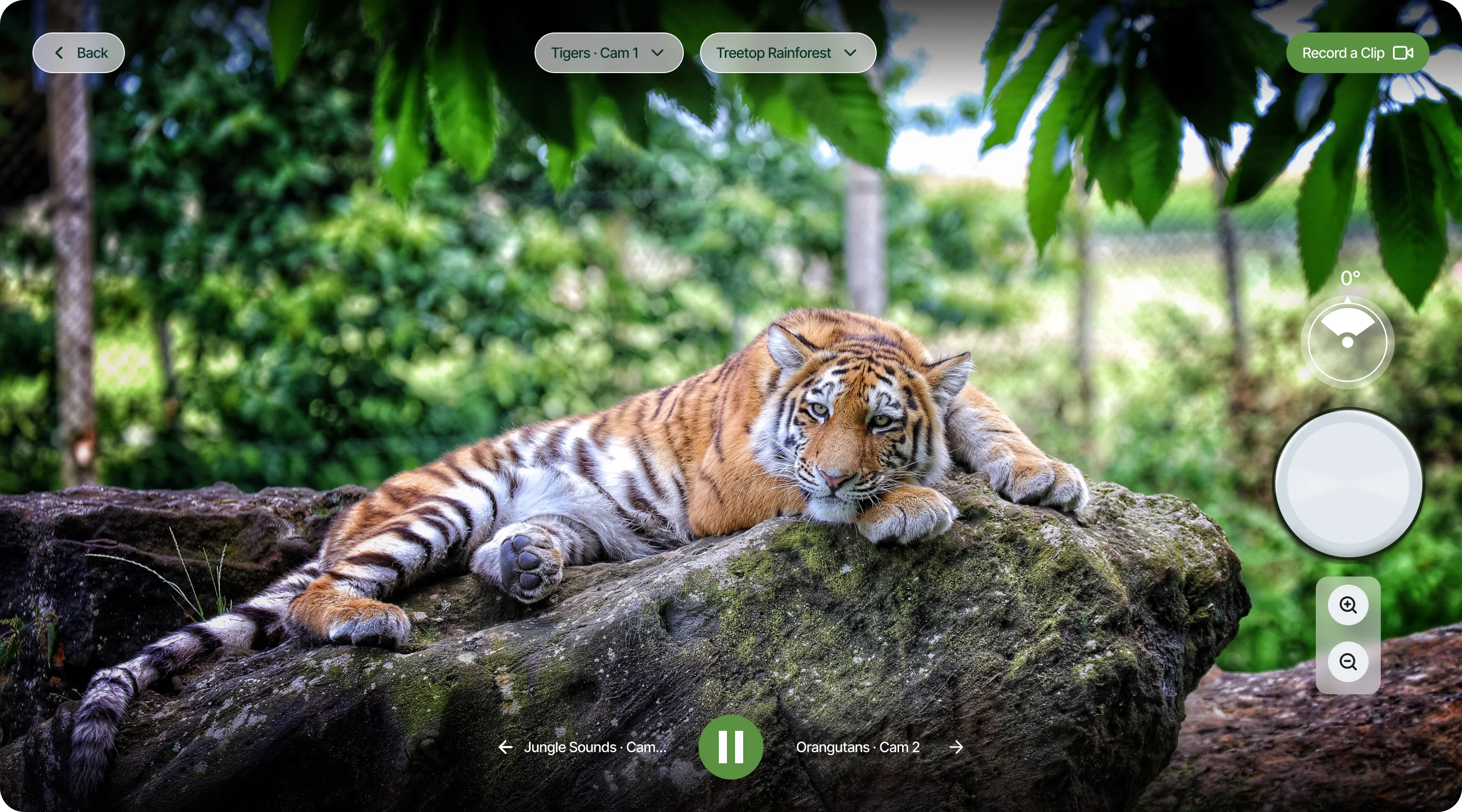 The live stream on desktop: a tiger on a mossy rock fills the screen; Back, the camera and habitat pickers and Record a Clip along the top; a view dial and zoom at the right; the previous and next cameras around a pause button at the bottom